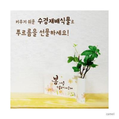 리틀가든 수경재배세트 페이퍼거치대