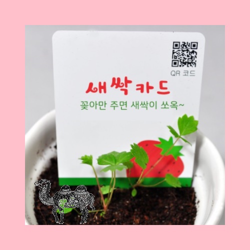 리틀가든 새싹카드 단품